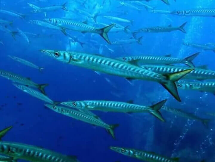 Barracuda Scuba Diving Gozo Malta Atlantis Dive Academy