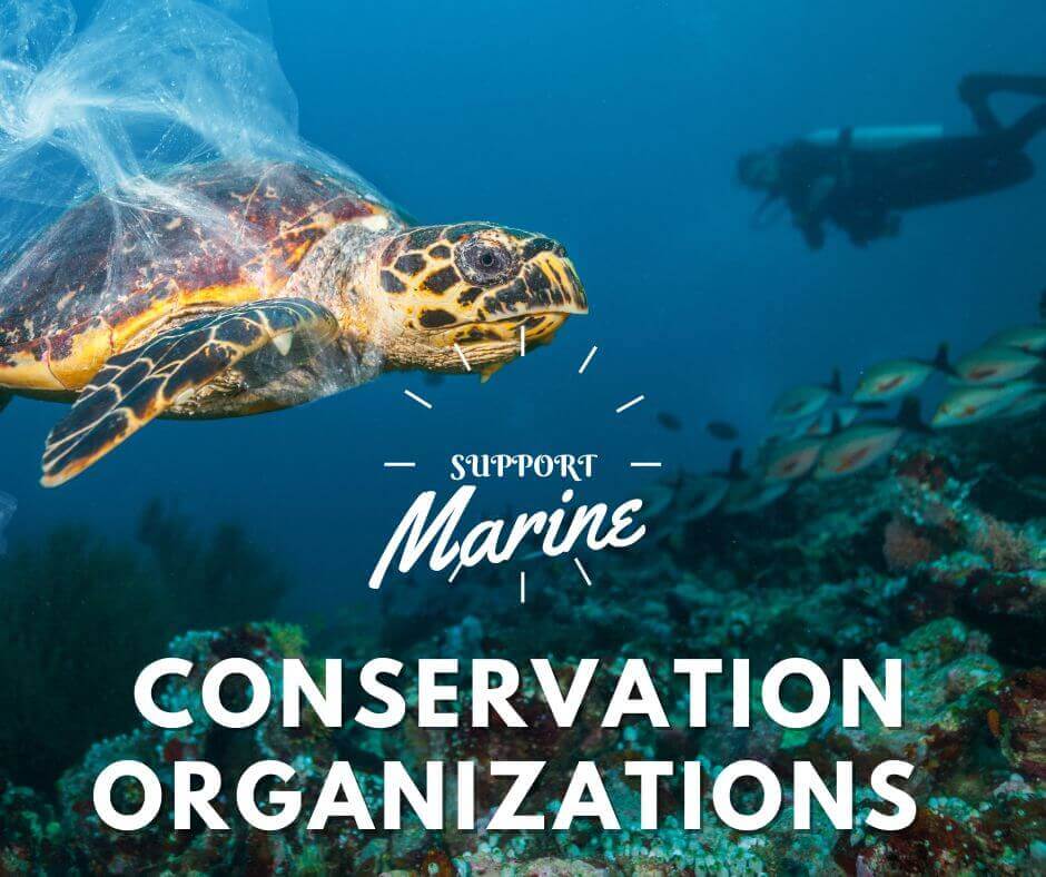 Support Marine Conservation