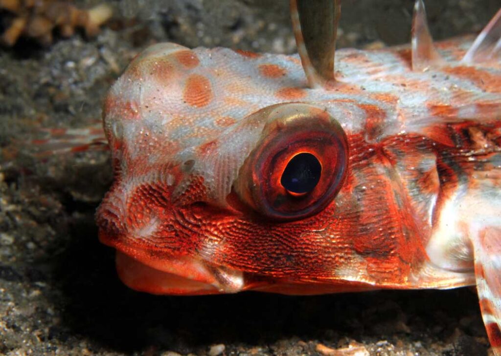 Flying Gurnard Top 10 best marine animals Malta