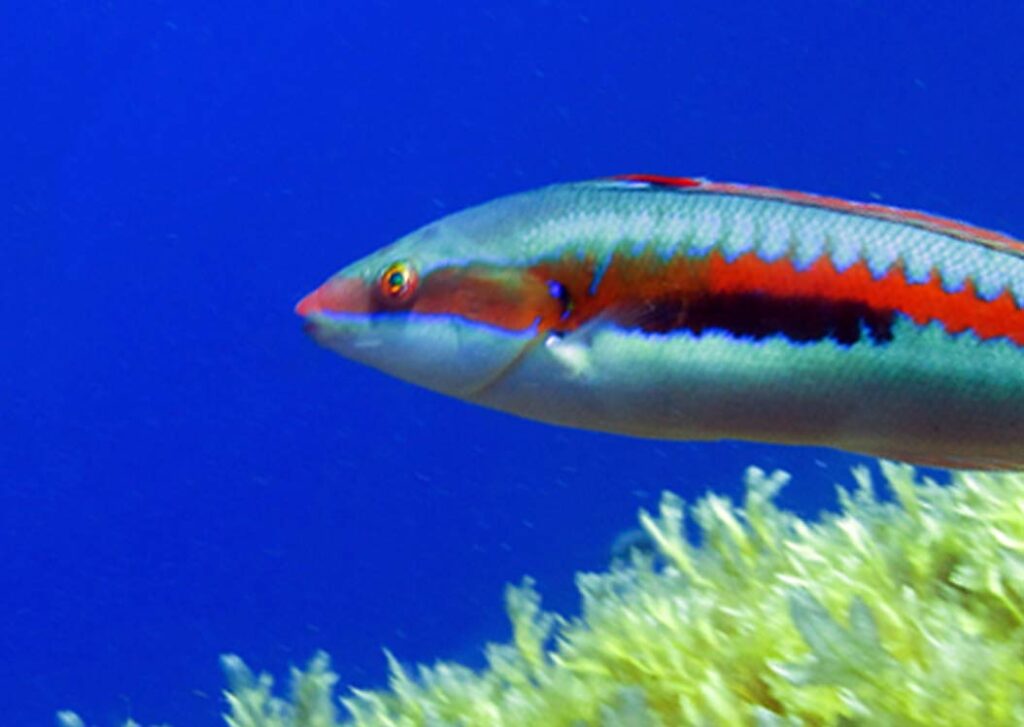 Mediterranean Rainbow Wrasse Gozo Top 10 Marine Animals