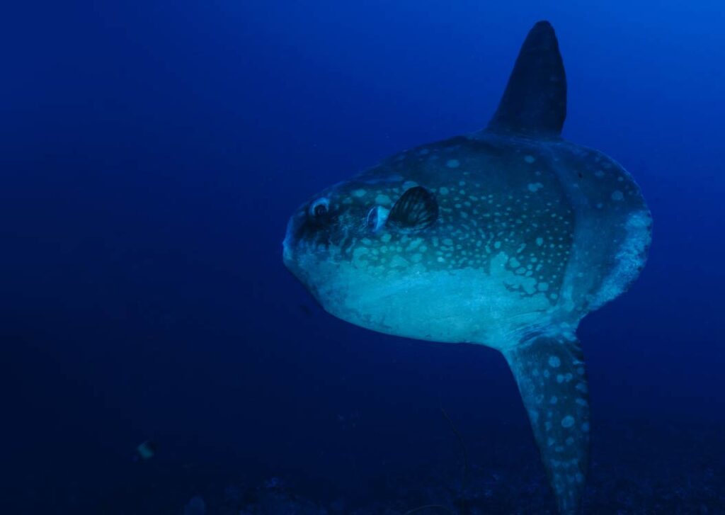 Mola Mola Sunfish Marine Life Guide Malta