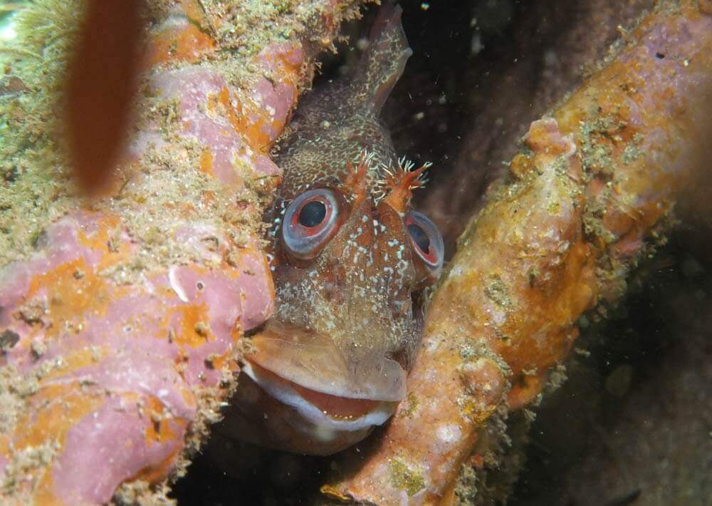 Tompot Blenny Top 10 Marine Life Gozo Malta