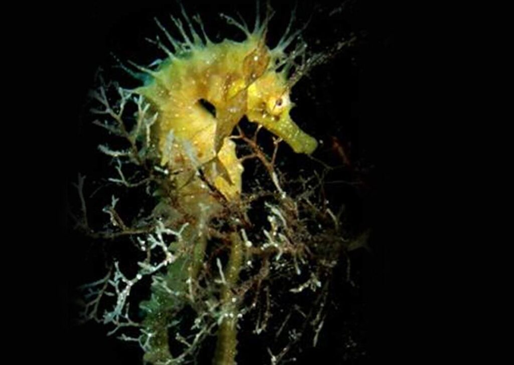 Seahorses (Hippocampus guttulatus)