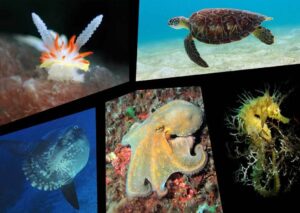 top 10 most interesting marine animals gozo Malta